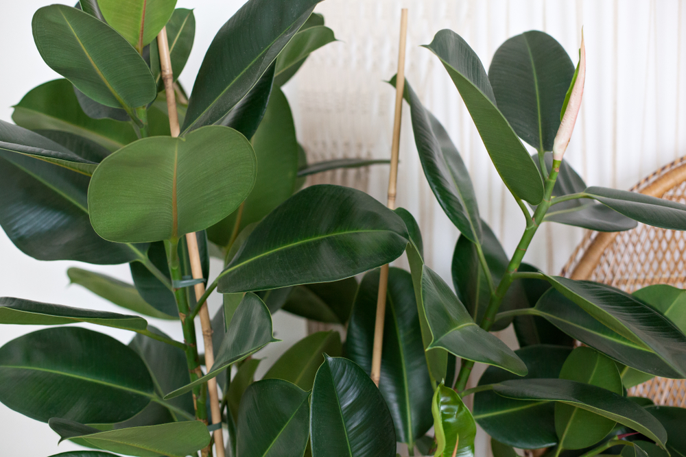 home office plants