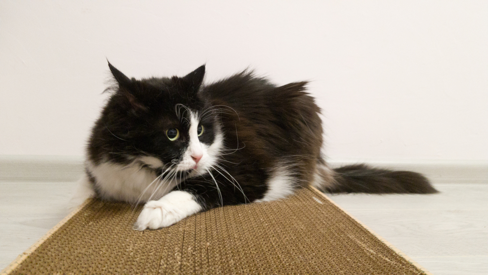 scratching pad for cats