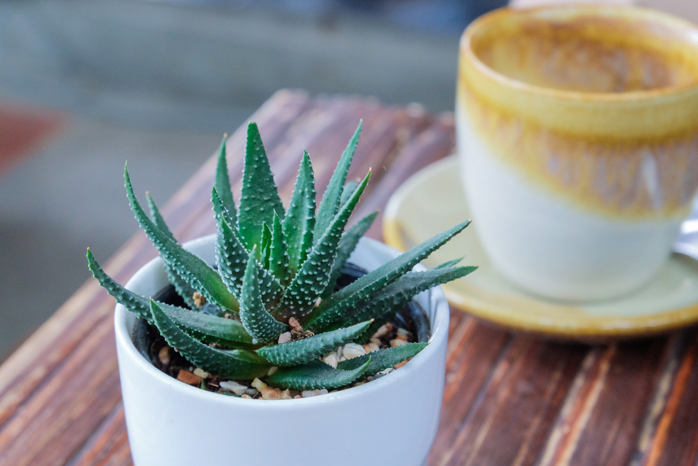 indoor plants for office