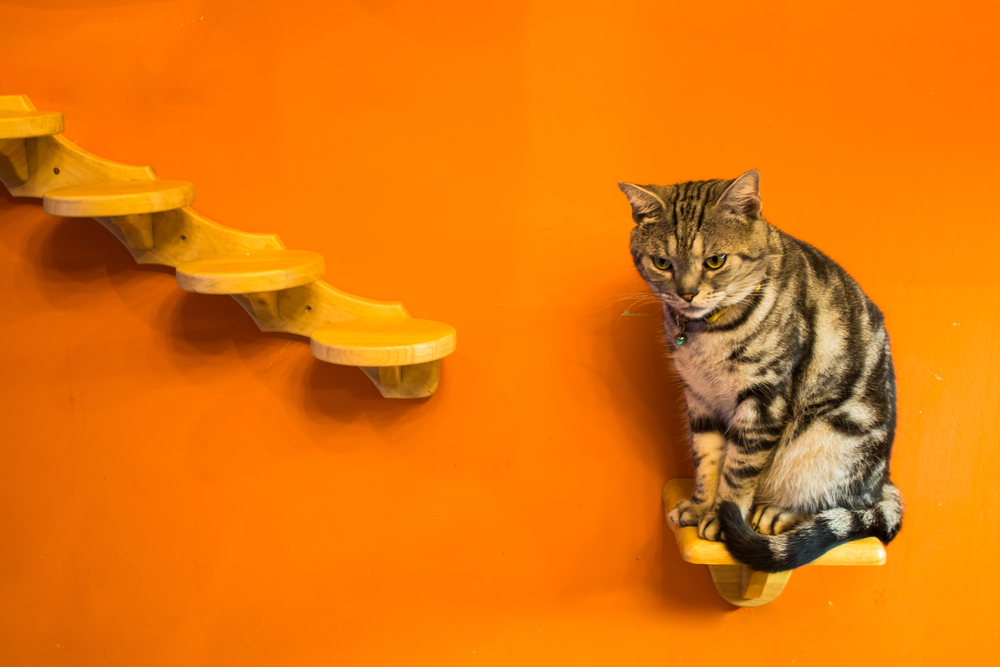 wooden shelves for cat