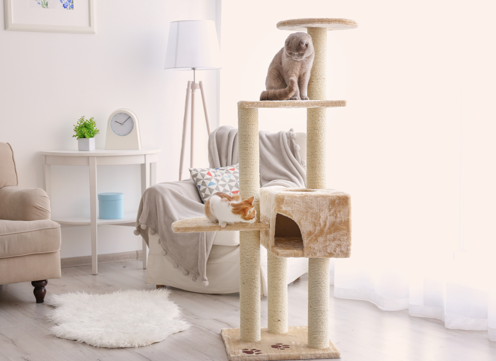 Cat scratch pad