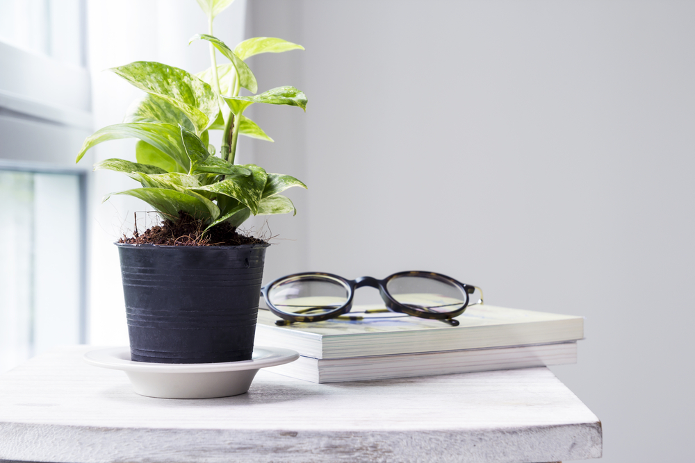 money plant for home office