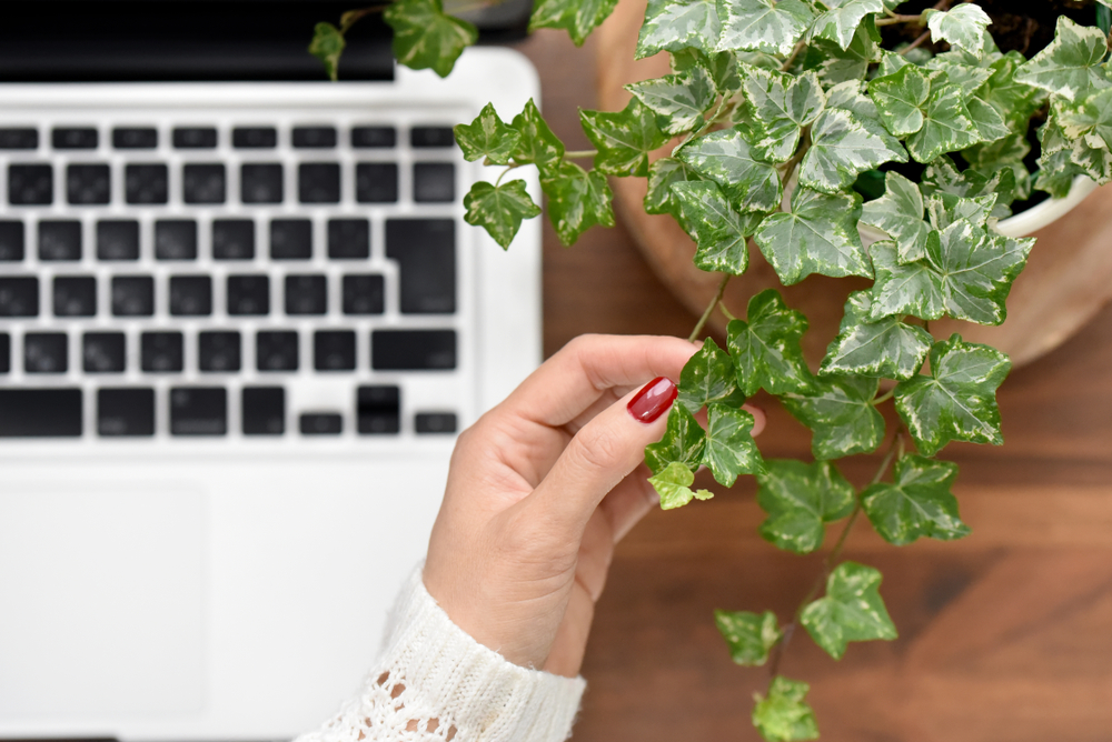 artificial plants