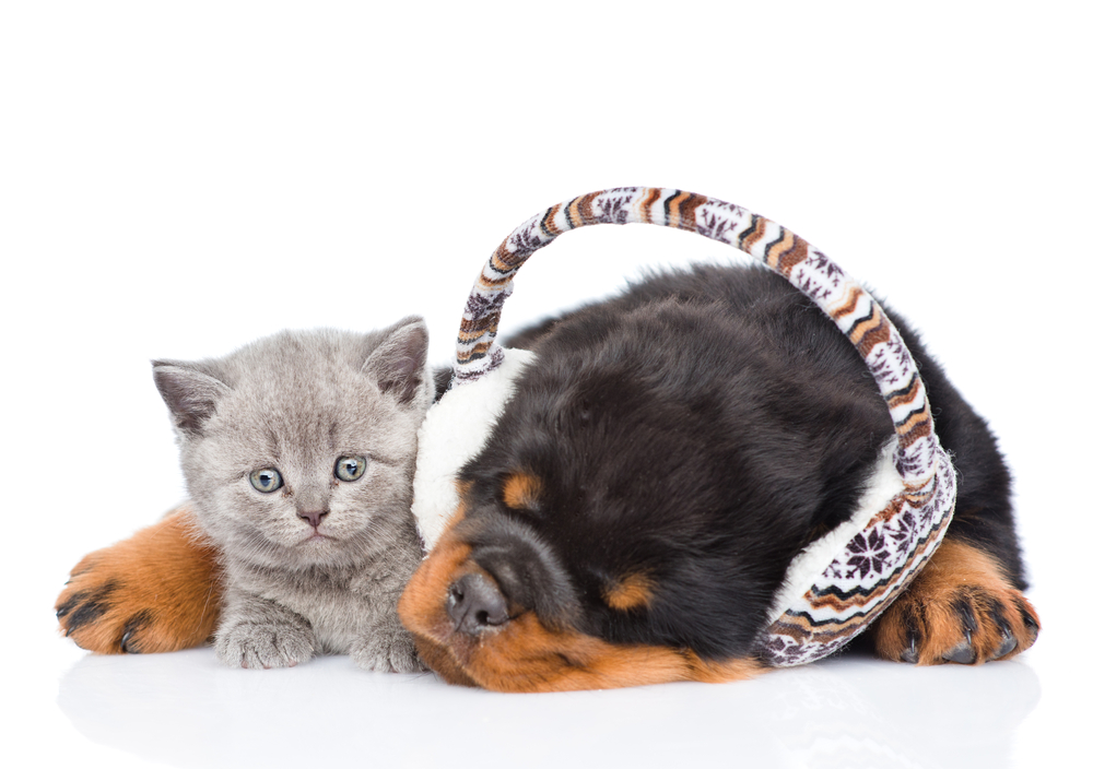 protect pets during diwali