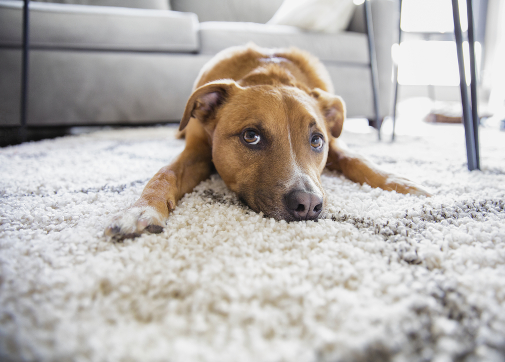 shag carpets