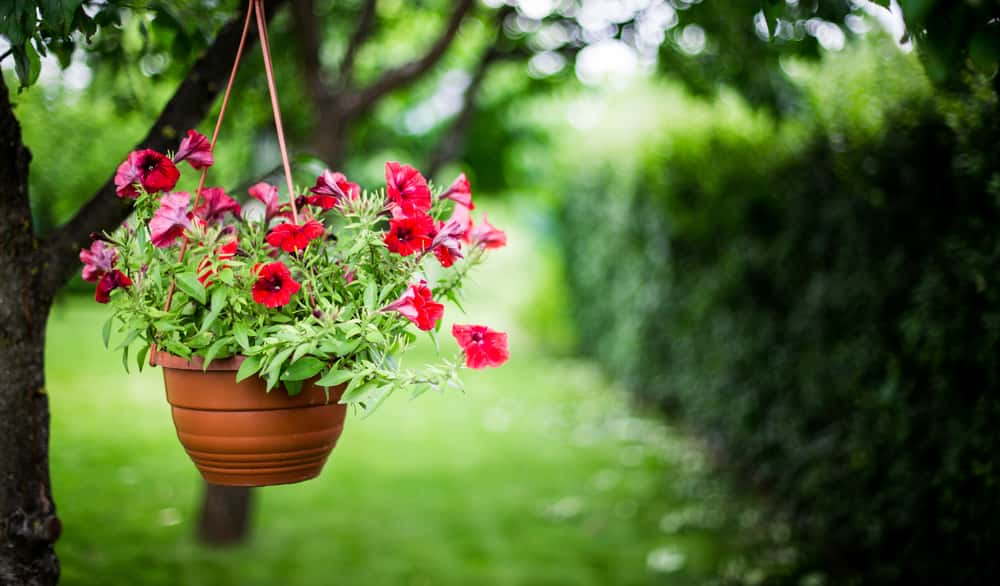flower plants and shrubs