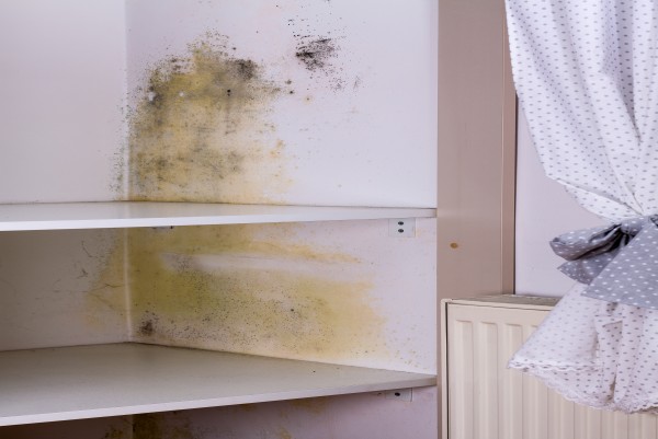 Remove Any Mould that is Already Present in Wardrobes