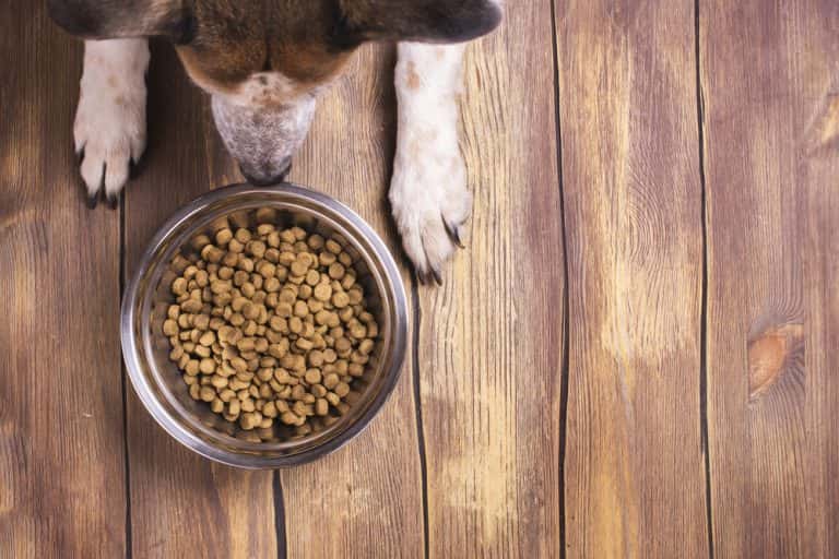  how to keep ants away from pet food