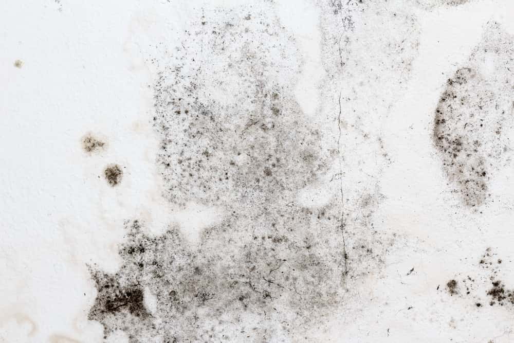 fungus mould