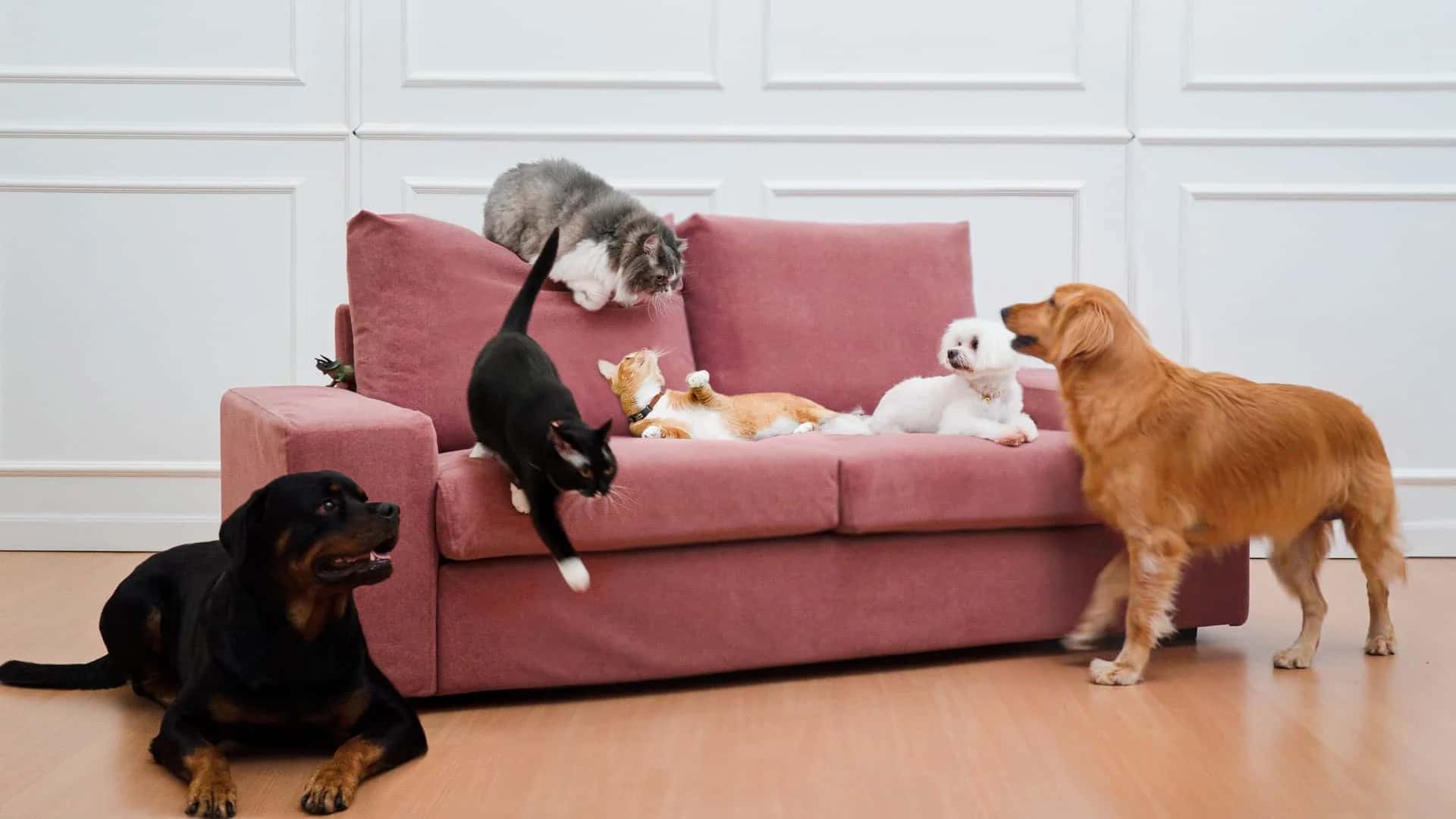 Pet-Friendly Fabrics for home