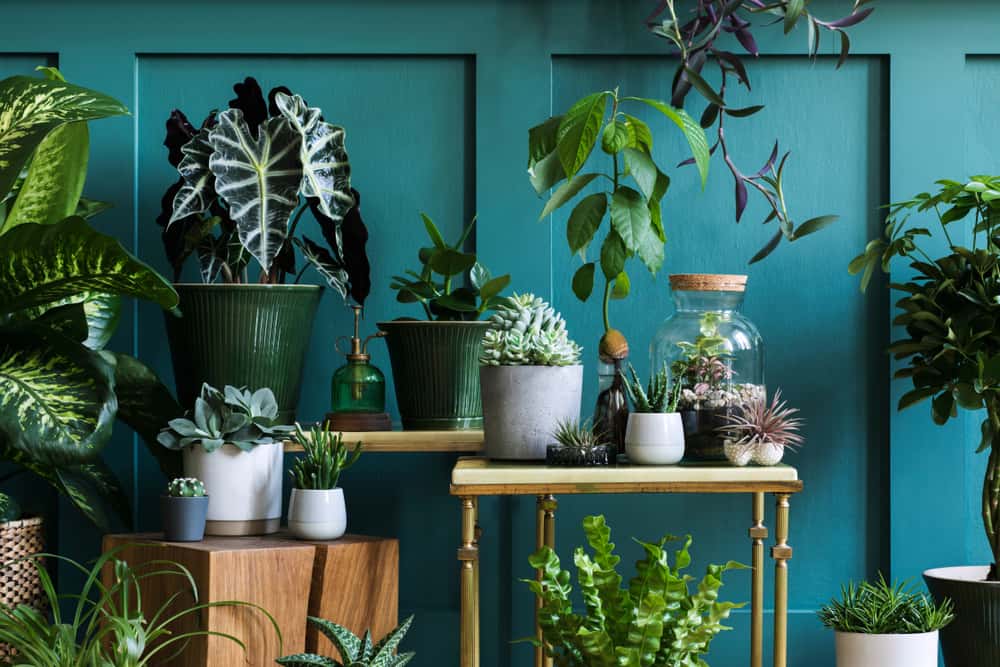 coastal jungle vibe
