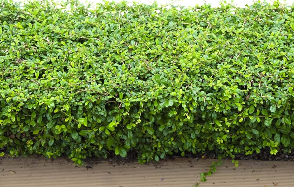 Natural Boundary Wall Design using green hedges and clean base