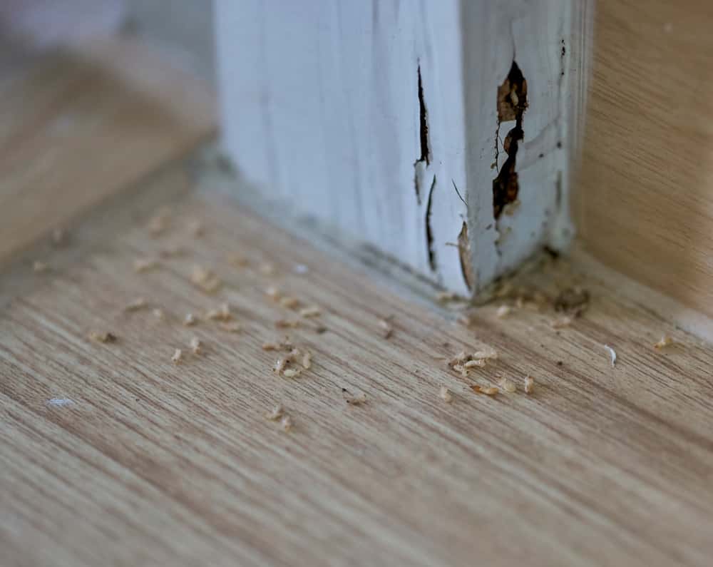Damaged HDHMR board at base of wall due to termite infestation visible