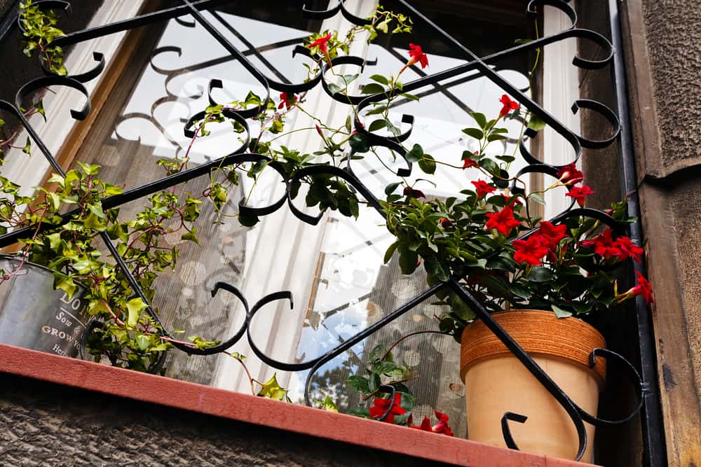 keep plants on your windows