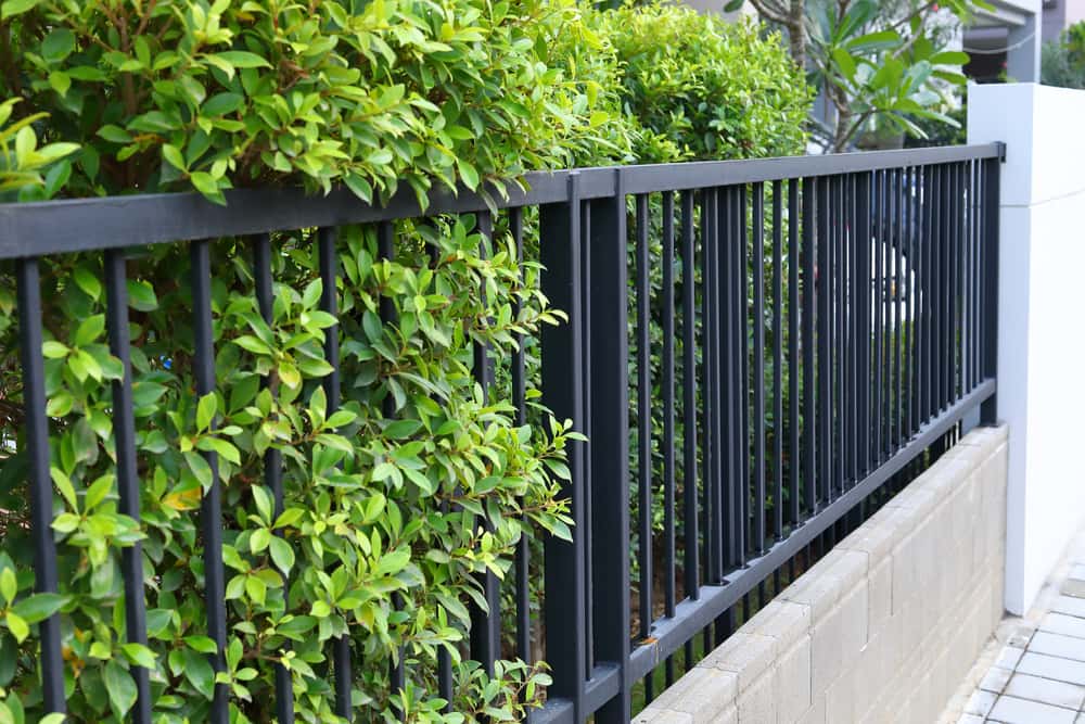 Metallic Modern Boundary Wall Design with leafy green plantation