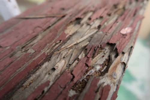 Damaged get rid of termite wood showing signs of infestation