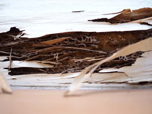 Surfaces get rid of termite infestation with control tips