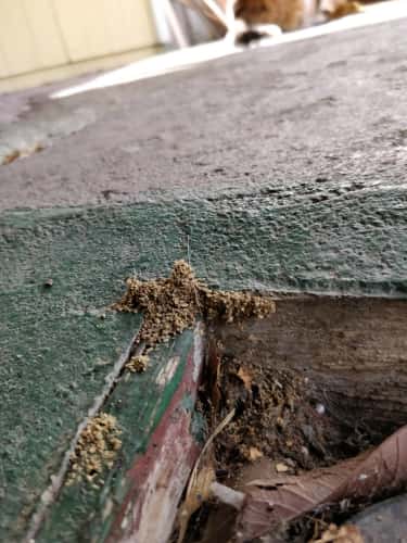 Damage get rid of termite path spotted in wooden flooring