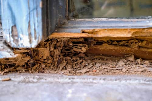 Decay get rid of termite damage found near old wooden window frame