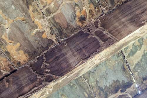 Damage get rid of termite proof for hidden ceiling infestations