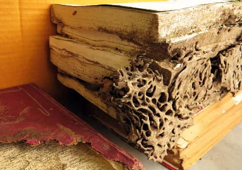 Pages get rid of termite ruin in neglected book storage