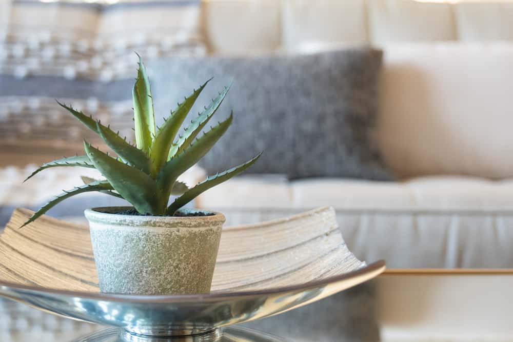 aloe vera