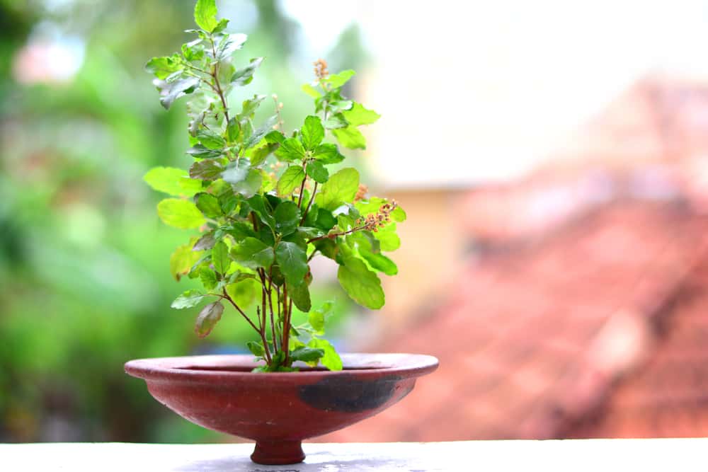 basil