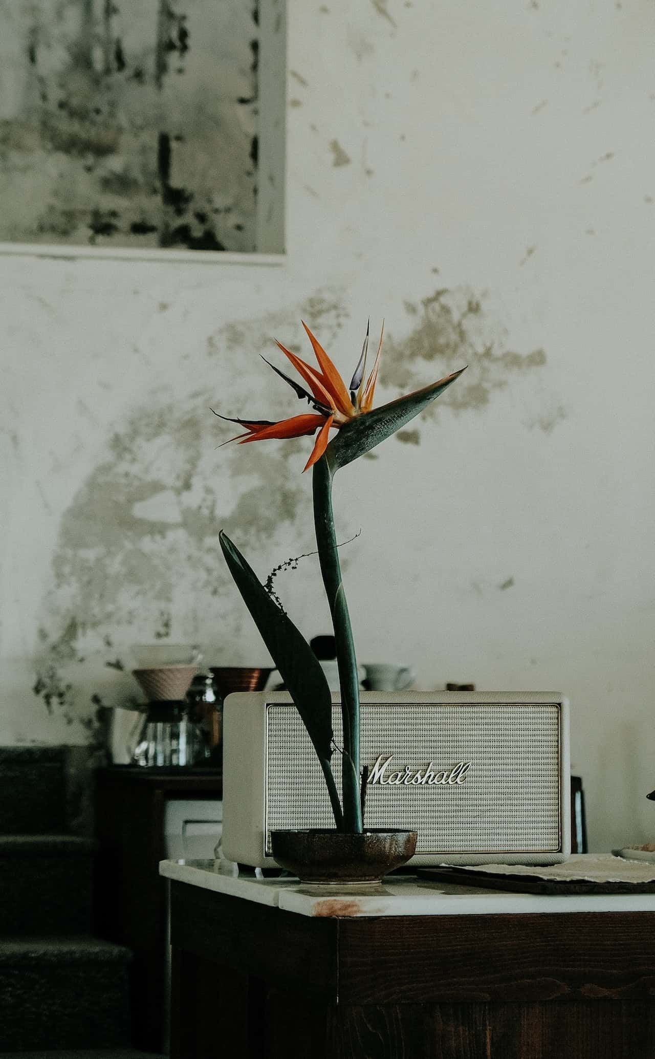 bird of paradise flower