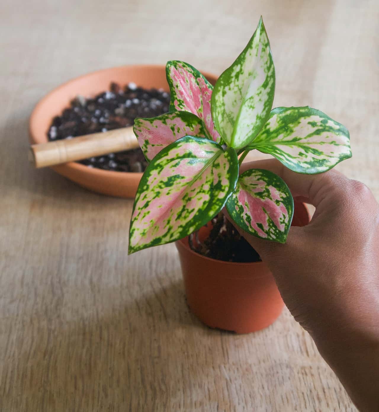 english ivy