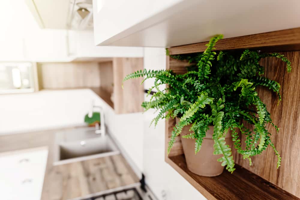 fern