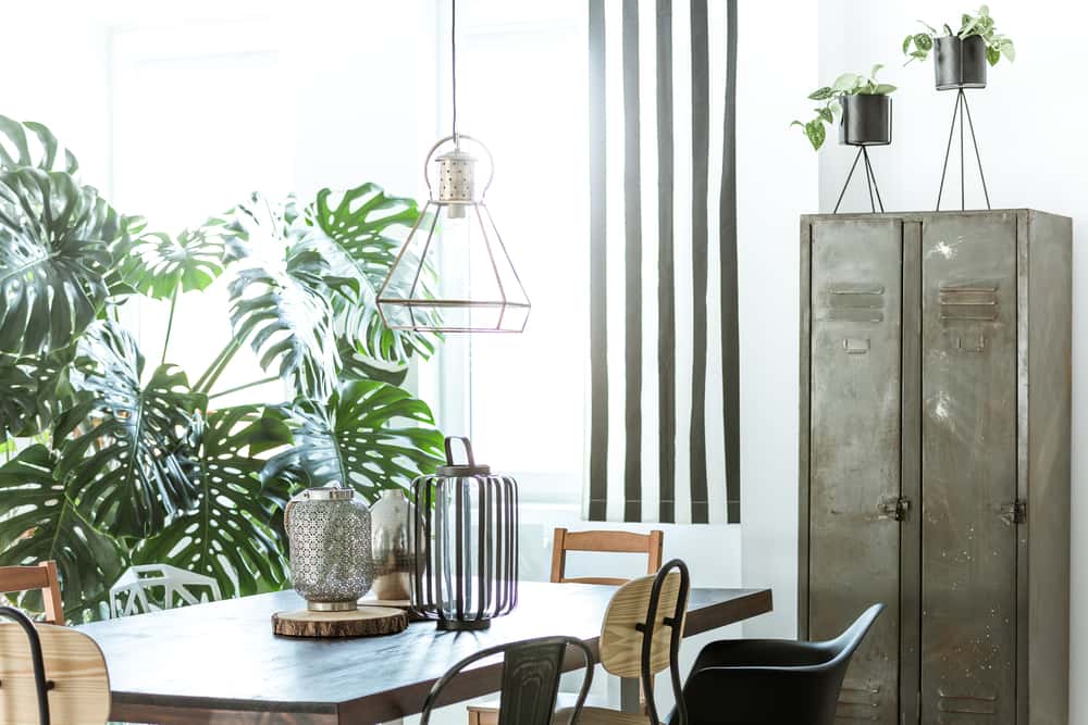 living room plants