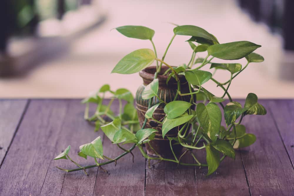 money plant