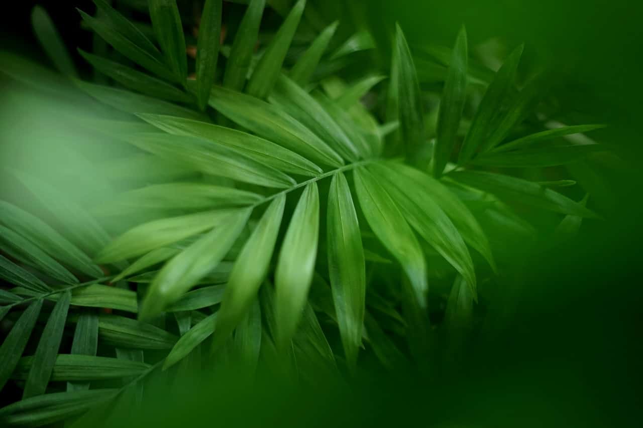 parlour palm
