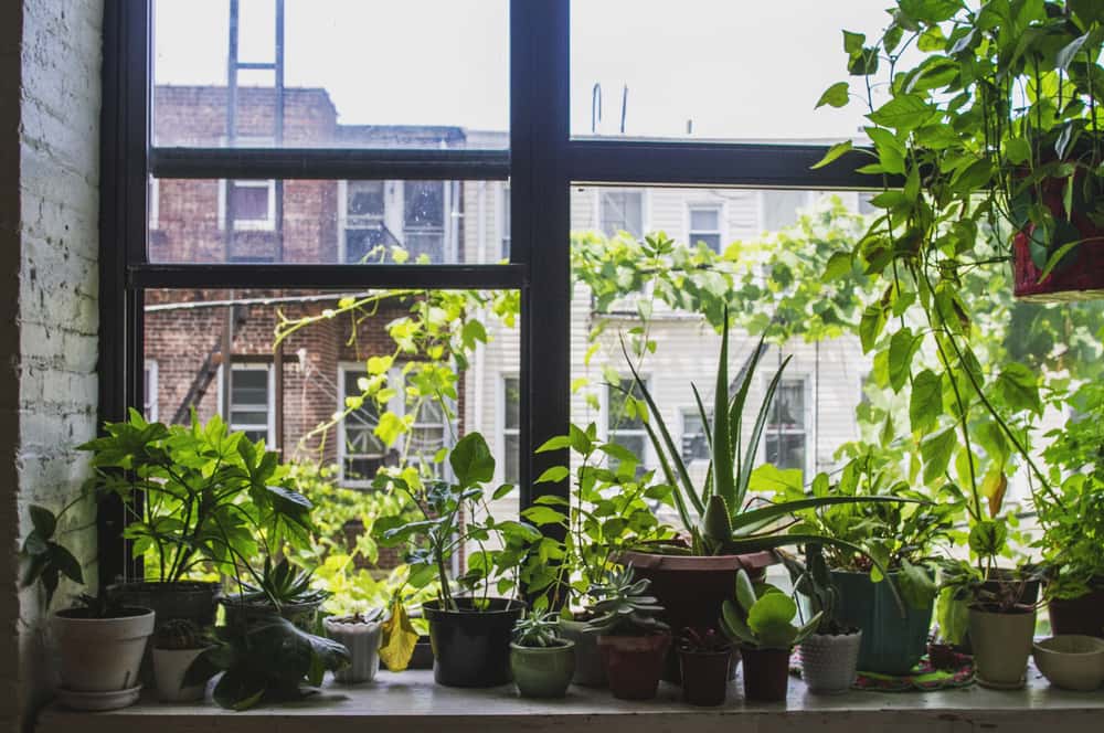 home gardening