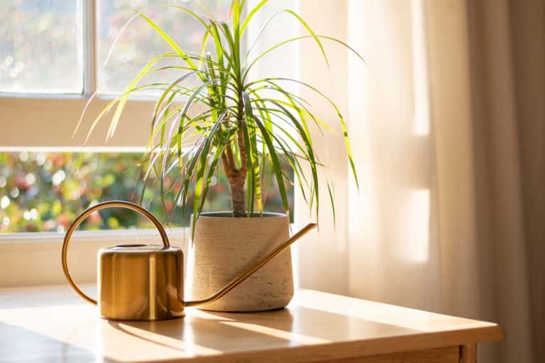 air purifying plant