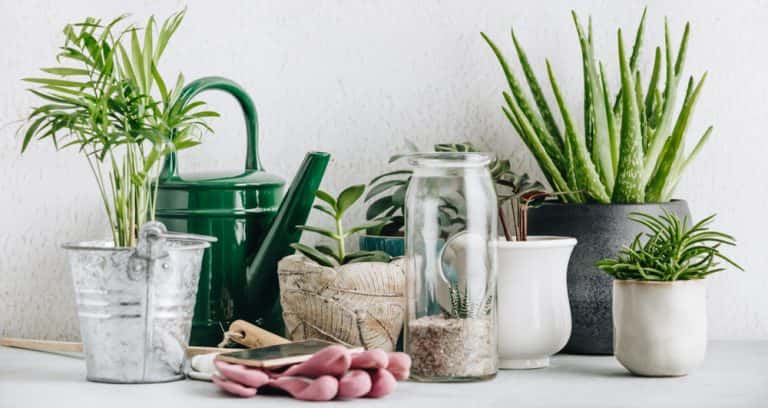 common house plants