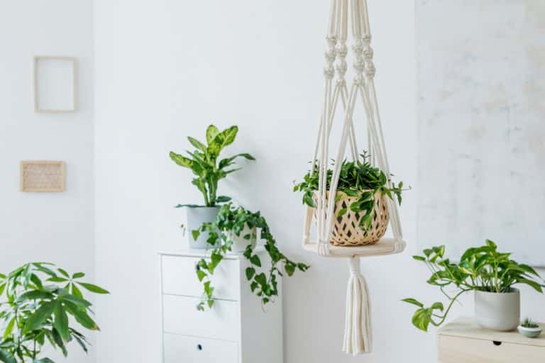 hanging plants