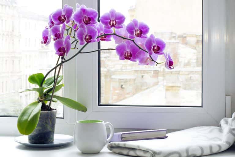 living room plants decor
