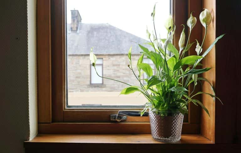 tabletop plants