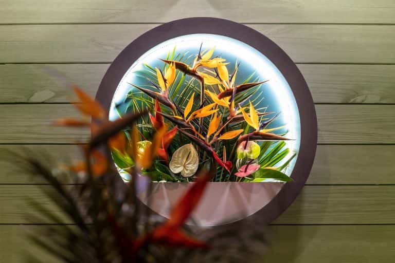 tropical plants