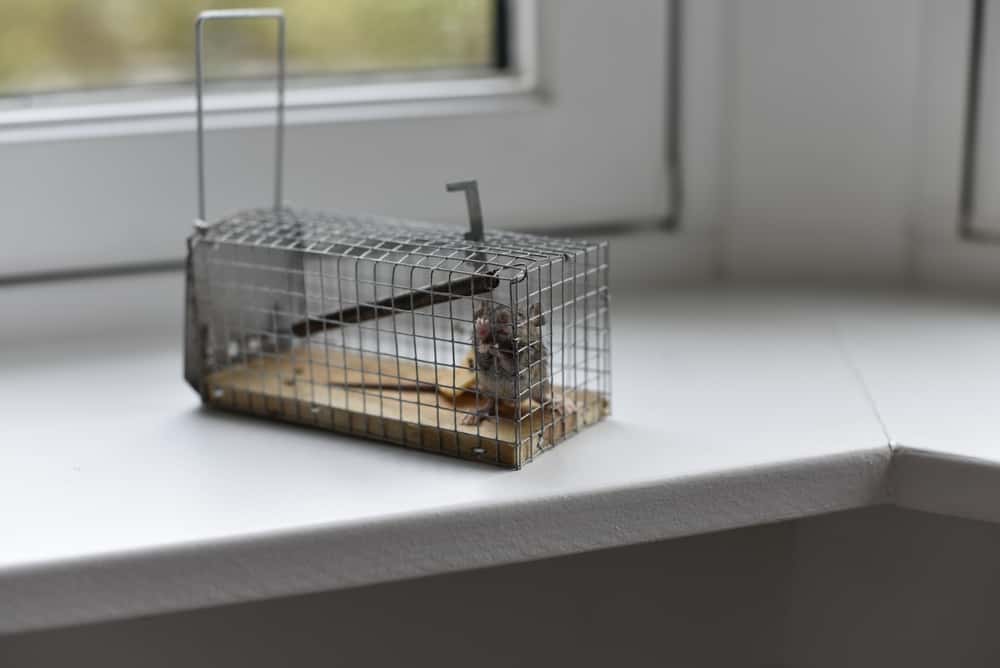get rid of rats