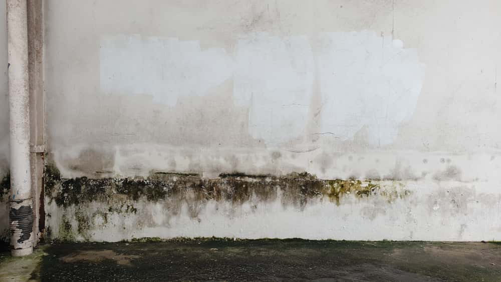 Surface how to hide wall seepage after leakage and fungal growth