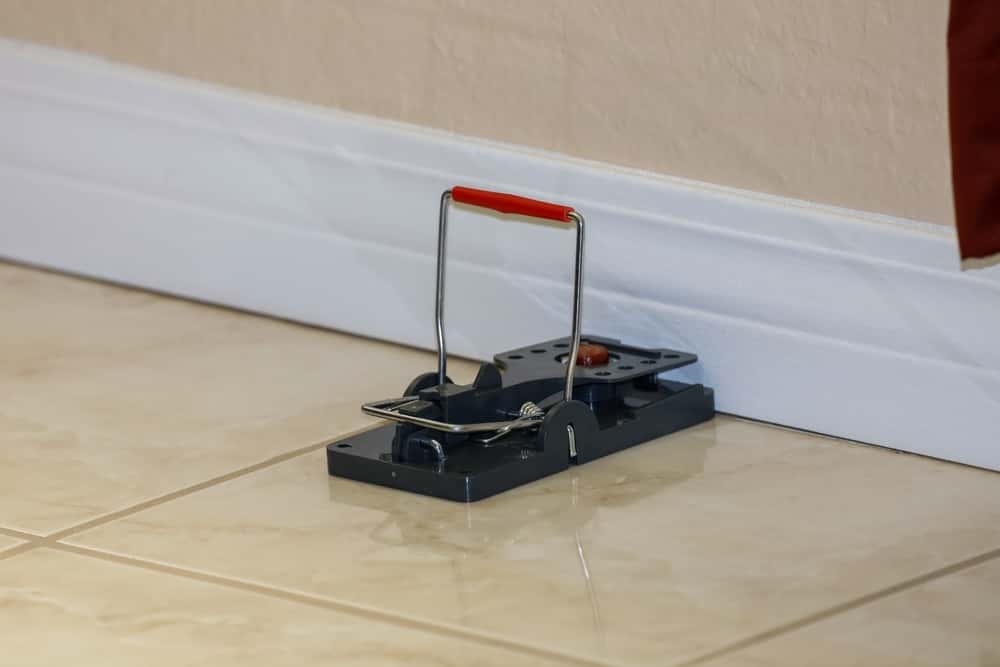 rat traps