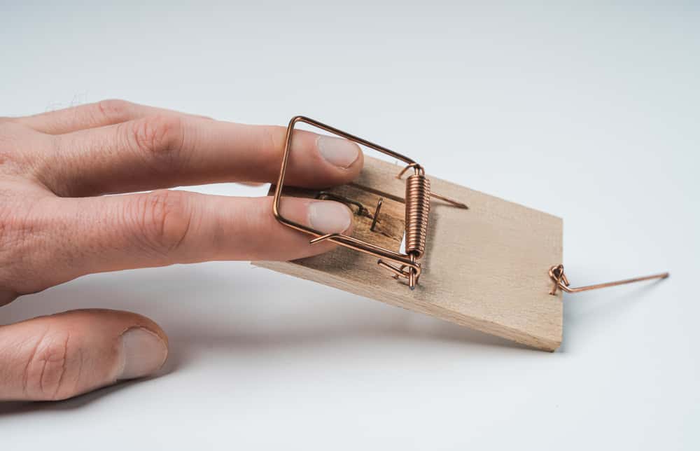 setting rat traps