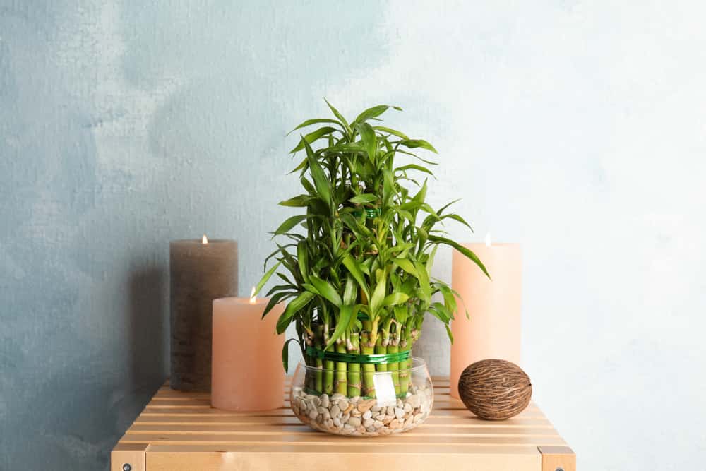 lucky bamboo