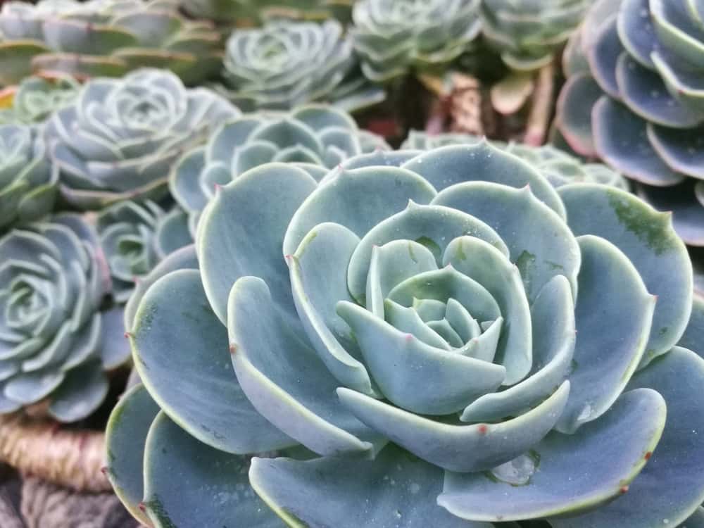 Succulents