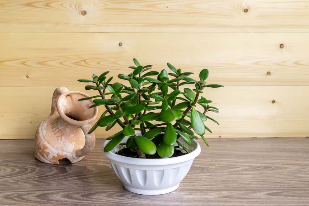 jade plant
