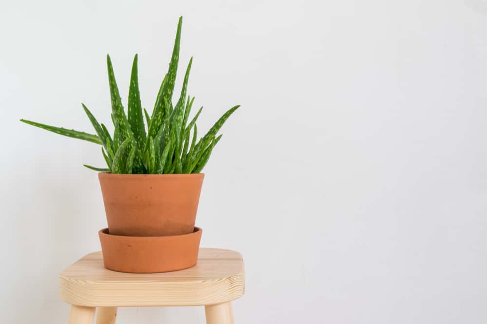 aloe vera