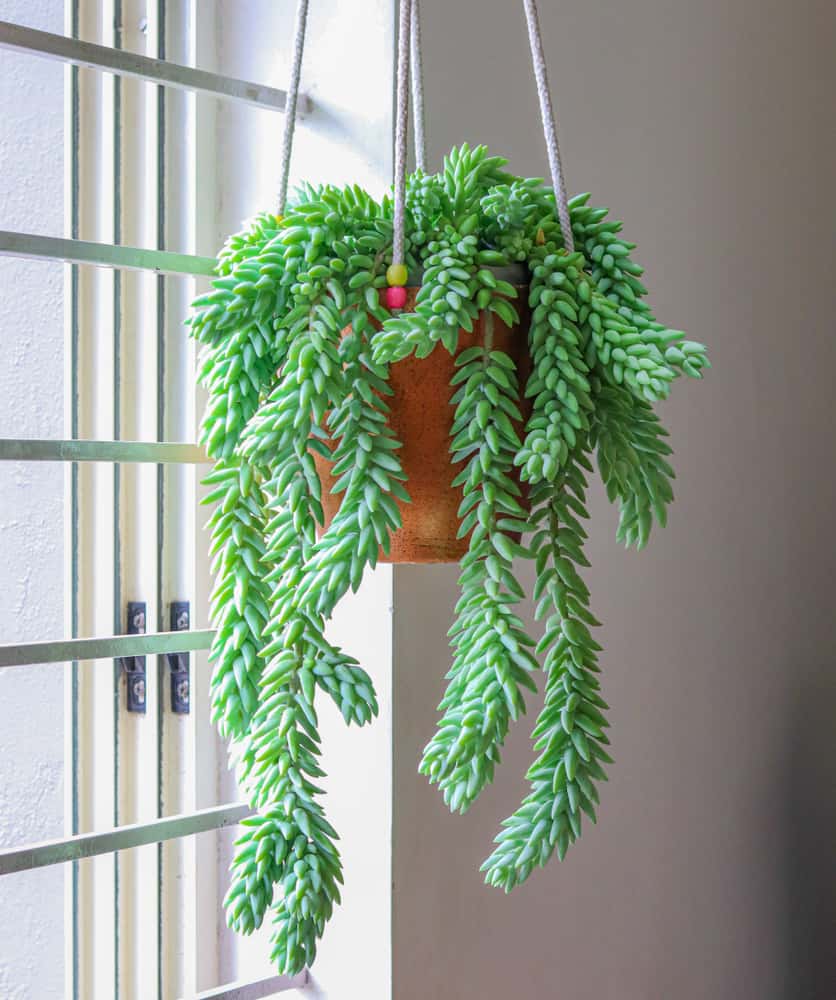 burro tail