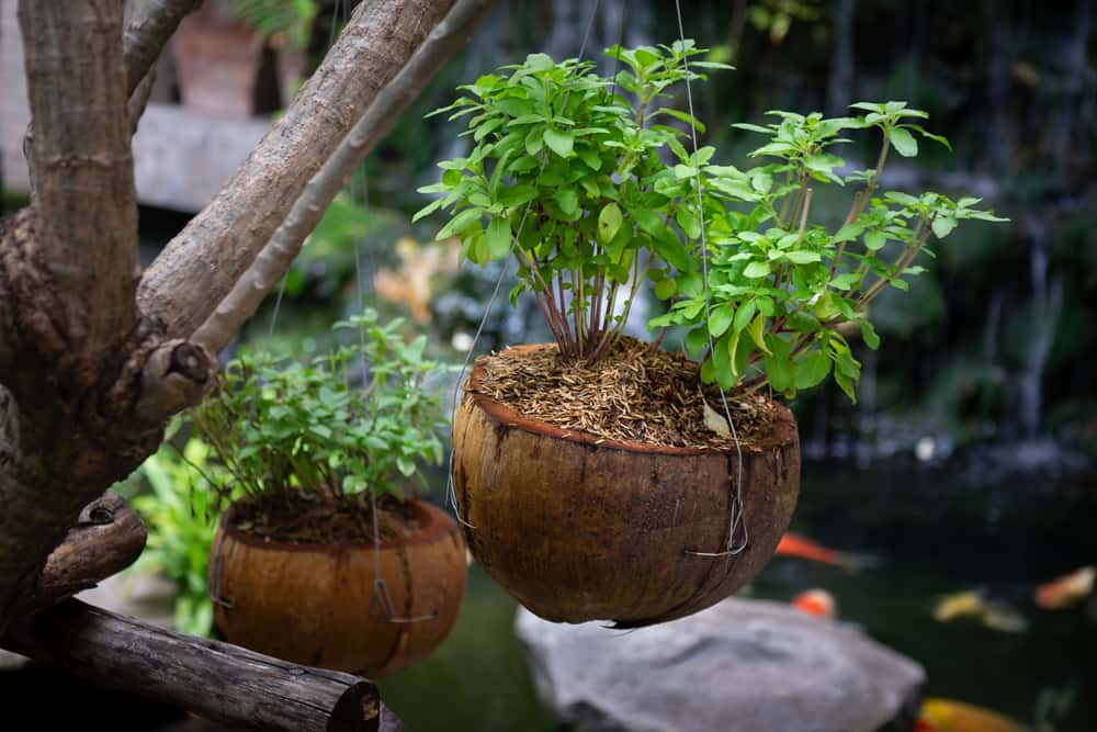 Coconut Planters